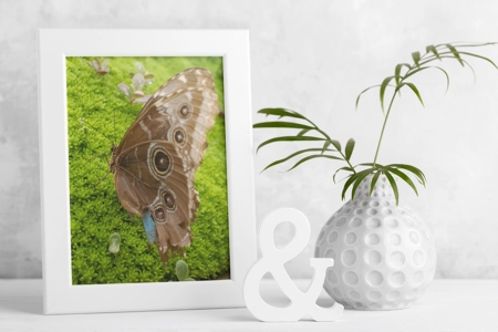 Common Blue Morpho Butterfly