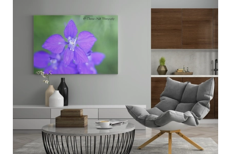 Eastern Larkspur flower 2