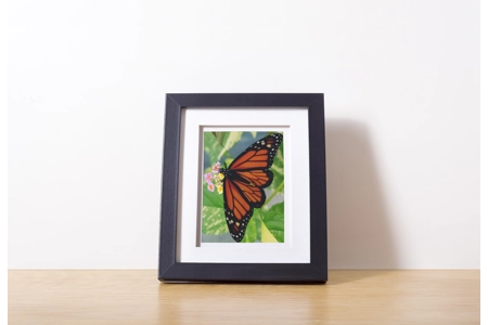 Monarch Butterfly 1