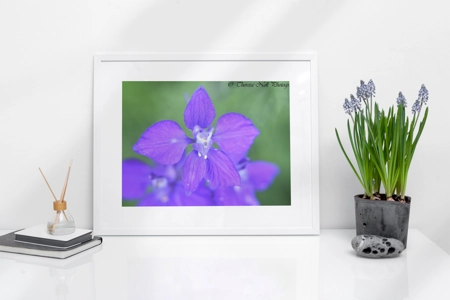 Eastern Larkspur flower 2