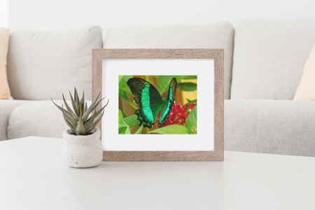 Emerald Swallowtail butterfly 2 Emerald Swallowtail butterfly 2