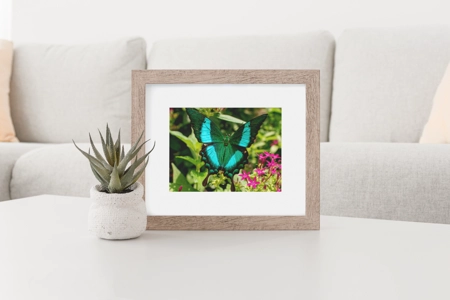 Emerald Swallowtail Butterfly 1 Emerald Swallowtail Butterfly 1