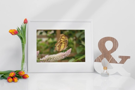 Malachite Butterfly 1