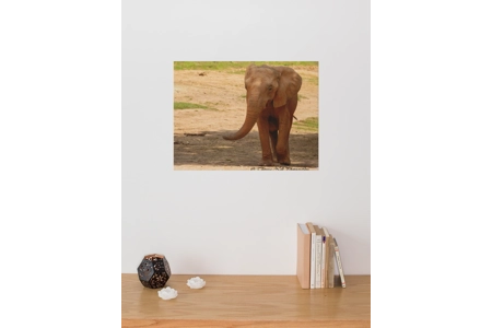African Elephant 2