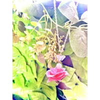 Bloom of Adoriation