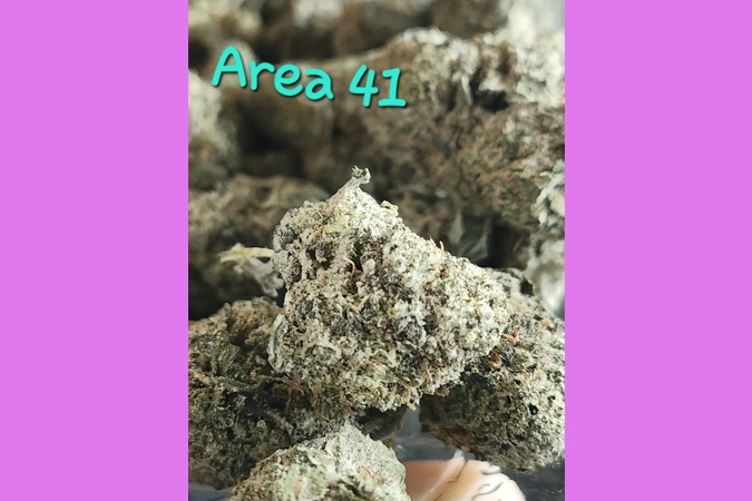 Area 41