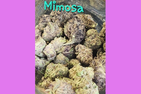 Mimosa Mimosa