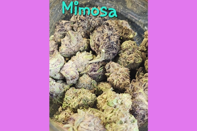 Mimosa