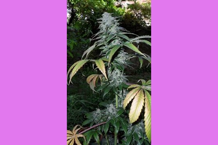 Banana Kush Auto 2pk Banana Kush Auto 2pk