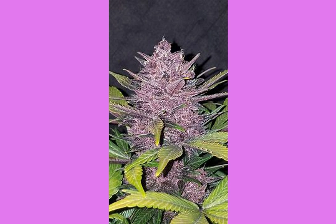 Blackberry Auto Fem 4pk