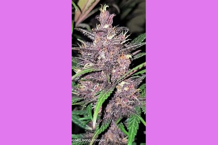 Blackberry Moonrocks Auto  2pk