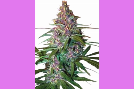 Critical Purple Auto 2pk