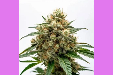 Critical x Fast Bud Auto 1pk Critical x Fast Bud Auto 1pk