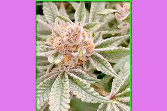 Purple Gelato Auto 4pk