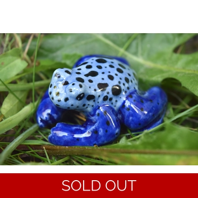 Blue Poison Dart Frog Blue Poison Dart Frog