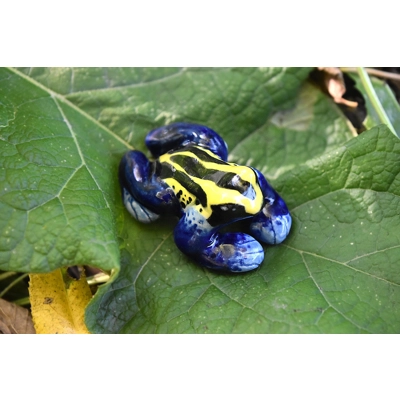 Dyeing Poison Dart Frog (Citronella) Dyeing Poison Dart Frog (Citronella)