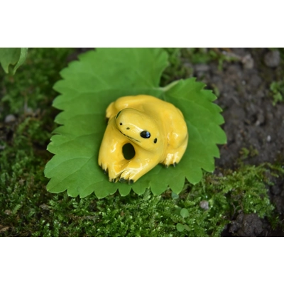 Golden Dart Frog Golden Dart Frog