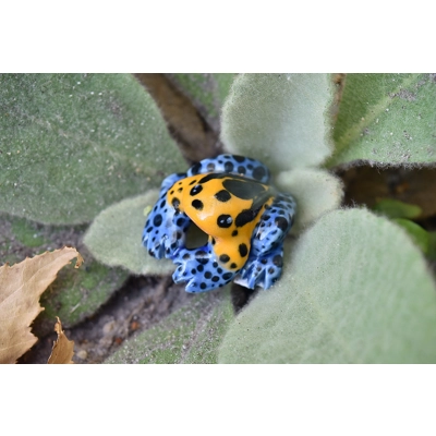 Mimic Poison Frog (Mini) Mimic Poison Frog (Mini)