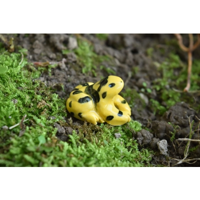 Panamanian Golden Frog Panamanian Golden Frog