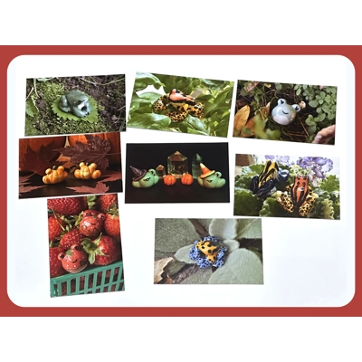 Froggy Photo Sets Froggy Photo Sets