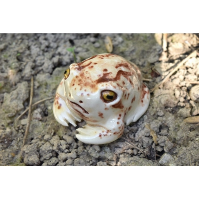 Rose's Rain Frog Rose's Rain Frog