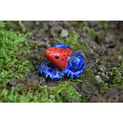 Strawberry Poison Dart Frog Strawberry Poison Dart Frog