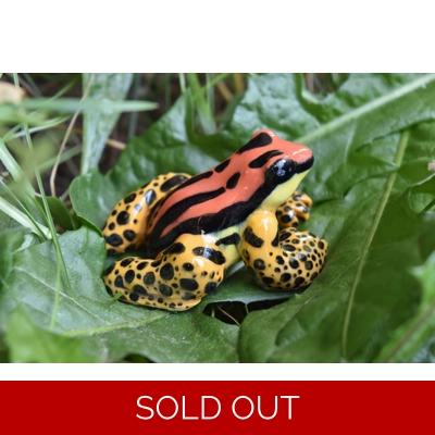 Uakarii (Gold Legged) Uakarii (Gold Legged)