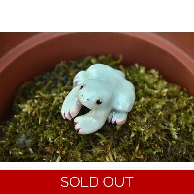 White's Tree Frog White's Tree Frog