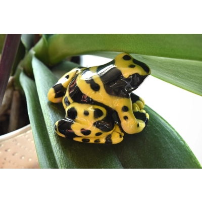 Yellow-banded Poison Dart Frog Yellow-banded Poison Dart Frog