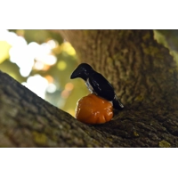 Crow on Pumpkin Crow on Pumpkin