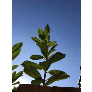 Reiki Distance healing 4 day package