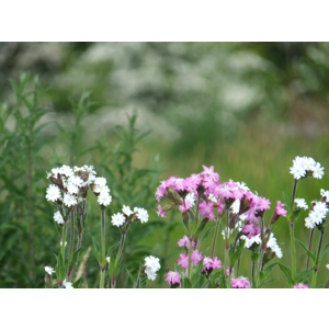 Reiki Distance healing parcel 2 day package