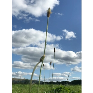 Reiki Distance healing 2 week package