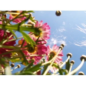 Reiki Distance healing package 1 week