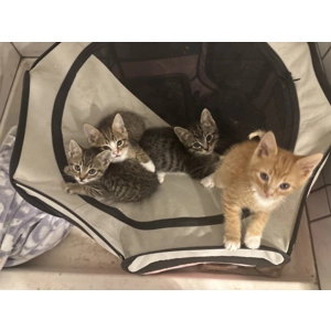 Elle’s Babies