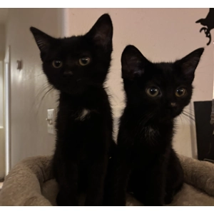 Girl Twins