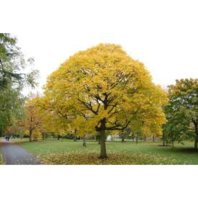 Acer Cappadocicum Aureum