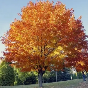 AcerCappadocicum Rubrum AcerCappadocicum Rubrum