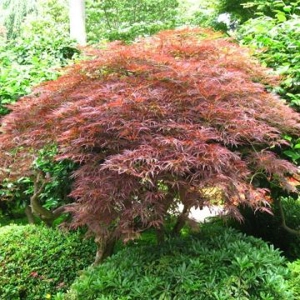Acer Conspicuum Red Flamingo Acer Conspicuum Red Flamingo