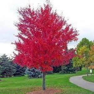 Acer Freemanii Autummn Blaze Acer Freemanii Autummn Blaze