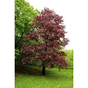 Acer platanoides 'Crimson King' Acer platanoides 'Crimson King'