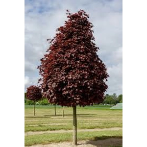 Acer Plat Crimson Sentry Acer Plat Crimson Sentry