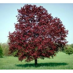 Acer Plat Royal Red Acer Plat Royal Red