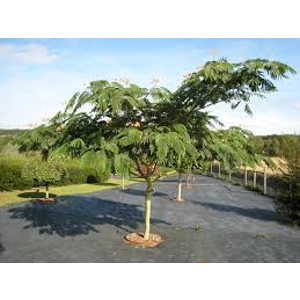 Albizia Julibrissin Albizia Julibrissin