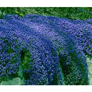 Aubrieta Cascade Blue Aubrieta Cascade Blue