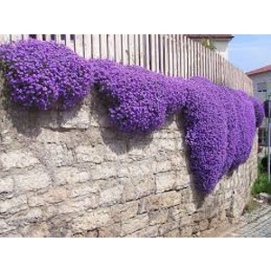 Aubrieta Cascade Purple Aubrieta Cascade Purple