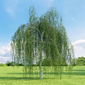 Betula pendula 'Youngii' Betula pendula 'Youngii'