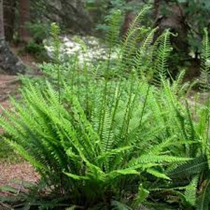 Blechnum Spicant Blechnum Spicant