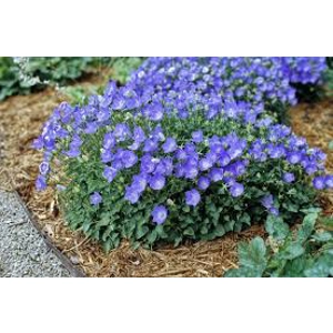 Campanula Carpatica Blu Clips Campanula Carpatica Blu Clips
