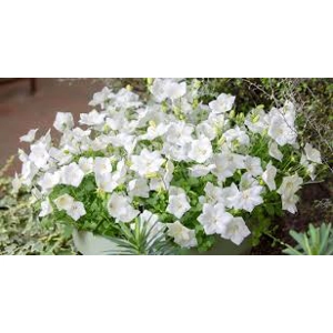 Campanula Carpatica white Clips Campanula Carpatica white Clips